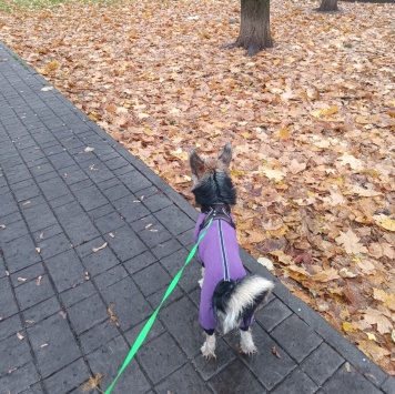 Собаки в добрые руки - Тася - 1