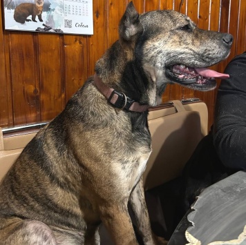 Собаки в добрые руки - Алана - 1