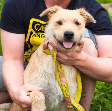 Собаки в добрые руки - Вульф