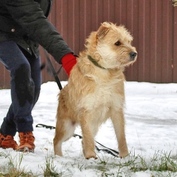 Собаки в добрые руки - Вульф - 1