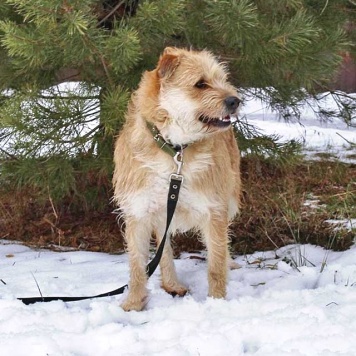 Собаки в добрые руки - Вульф - 2