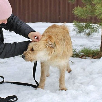 Собаки в добрые руки - Вульф - 3