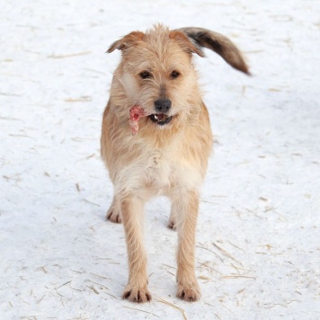 Собаки в добрые руки - Вульф - 4