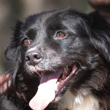 Собаки в добрые руки - Хэйси - 2