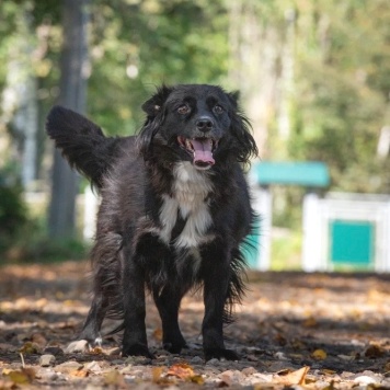 Собаки в добрые руки - Хэйси - 3