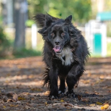 Собаки в добрые руки - Хэйси - 4