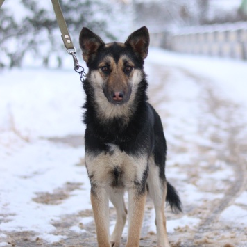 Собаки в добрые руки - Джейн
