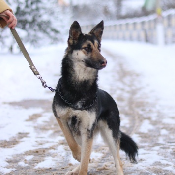 Собаки в добрые руки - Джейн - 1