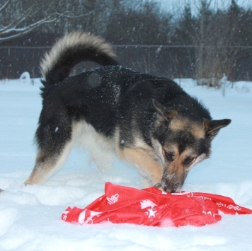 Собаки в добрые руки - Джейн - 2