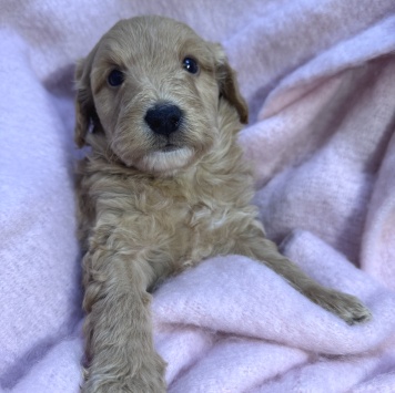 Собаки в добрые руки - Щенки от маленькой собаки - 2