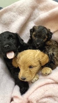 Собаки в добрые руки - Щенки от маленькой собаки - 3