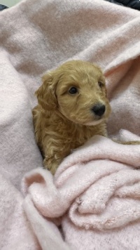 Собаки в добрые руки - Щенки от маленькой собаки - 4