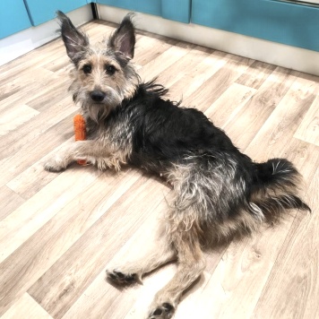 Тася - Собаки в добрые руки