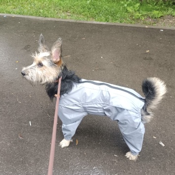 Собаки в добрые руки - Тася - 1