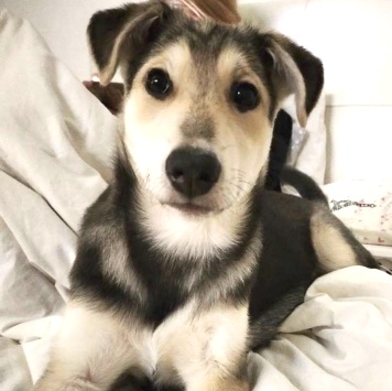 Собаки в добрые руки - Тома