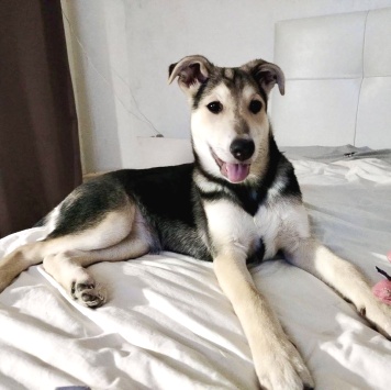 Собаки в добрые руки - Тома - 1