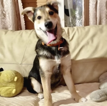 Собаки в добрые руки - Бруно