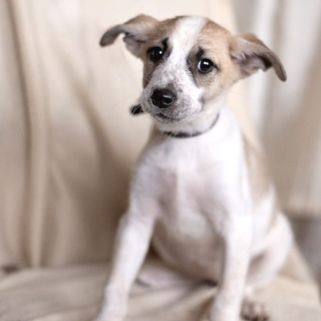 Юми - Собаки в добрые руки