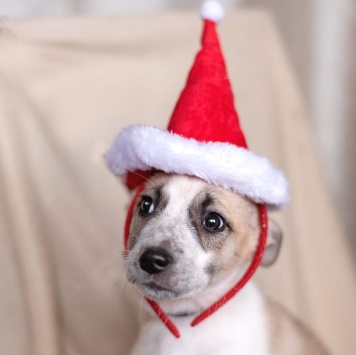 Собаки в добрые руки - Юми - 1