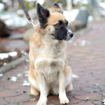 Собаки в добрые руки - Николь - 1