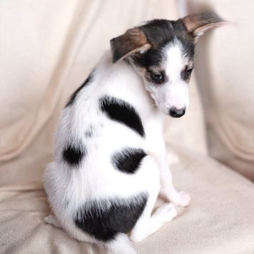 Юкки - Собаки в добрые руки