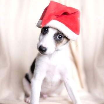 Собаки в добрые руки - Юкки - 1