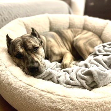 Собаки в добрые руки - Алана