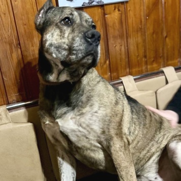 Собаки в добрые руки - Алана - 1