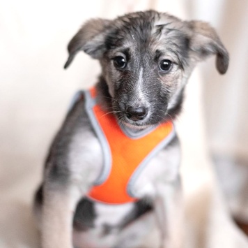 Юкон - Собаки в добрые руки