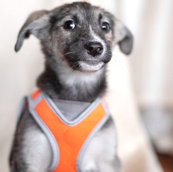 Собаки в добрые руки - Юкон - 1