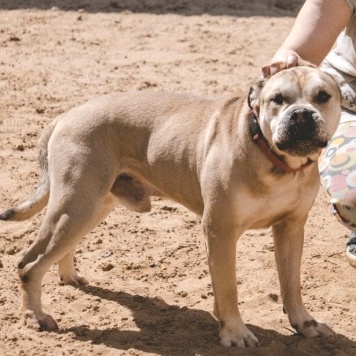 Собаки в добрые руки - Зефир