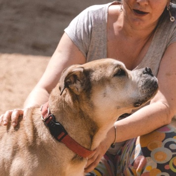 Собаки в добрые руки - Зефир - 1