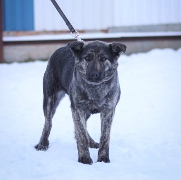 Собаки в добрые руки - Бетти - 2