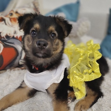 Челси - Собаки в добрые руки