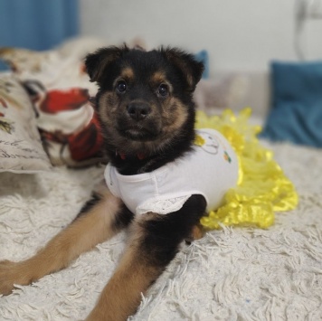 Собаки в добрые руки - Челси - 1