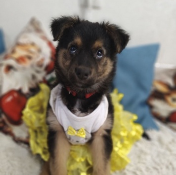 Собаки в добрые руки - Челси - 2