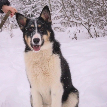 Собаки в добрые руки - Макейла