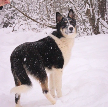 Собаки в добрые руки - Макейла - 2
