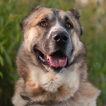 Собаки в добрые руки - Шафран