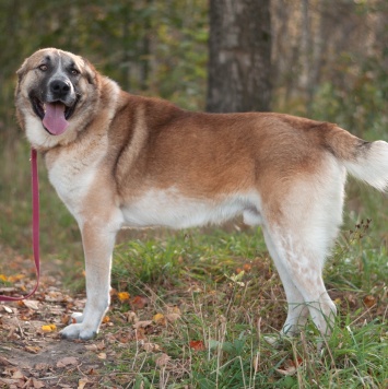 Собаки в добрые руки - Шафран - 1