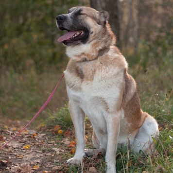 Собаки в добрые руки - Шафран - 3