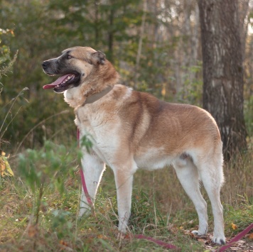 Собаки в добрые руки - Шафран - 4