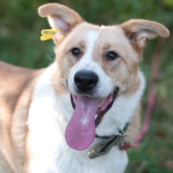 Собаки в добрые руки - Персей