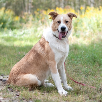 Собаки в добрые руки - Персей - 1