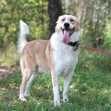 Собаки в добрые руки - Персей - 2