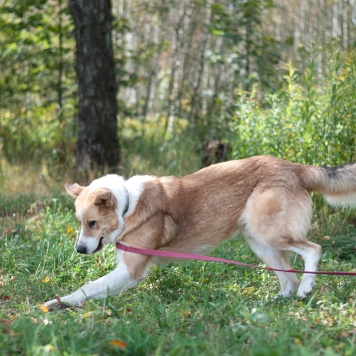 Собаки в добрые руки - Персей - 3