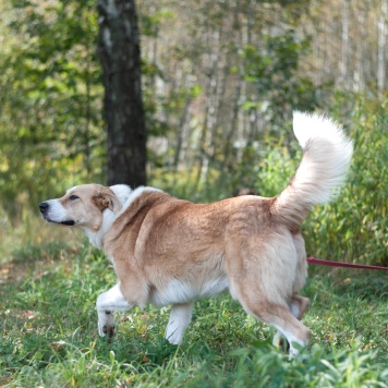 Собаки в добрые руки - Персей - 4