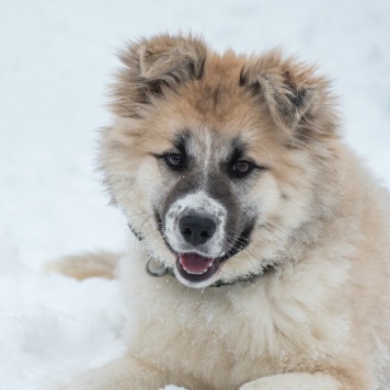 Мали - Собаки в добрые руки