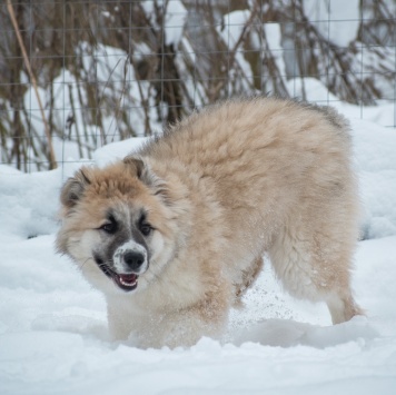 Собаки в добрые руки - Мали - 1