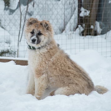Собаки в добрые руки - Мали - 2